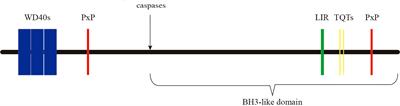 AMBRA1 and its role as a target for anticancer therapy